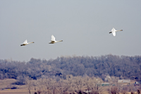 Trumpeter Swans 6807